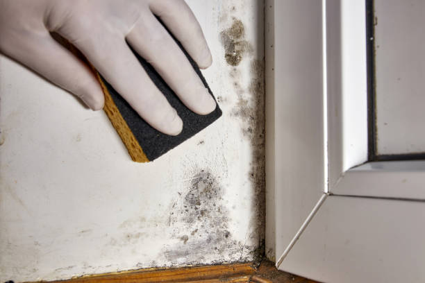 Best Attic Mold Removal  in Montrose, NY
